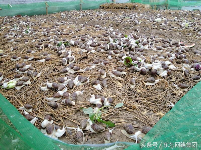 养蝎子致富视频_养殖致富蝎子骗局_致富经蝎子养殖成功案例