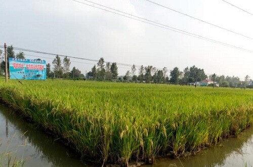 信阳主要种植什么_河南信阳种植致富_河南信阳适合种什么经济作物