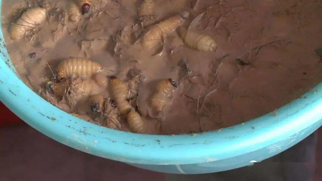 致富经要竹虫_养竹虫致富经广宁_竹虫养殖赚钱吗