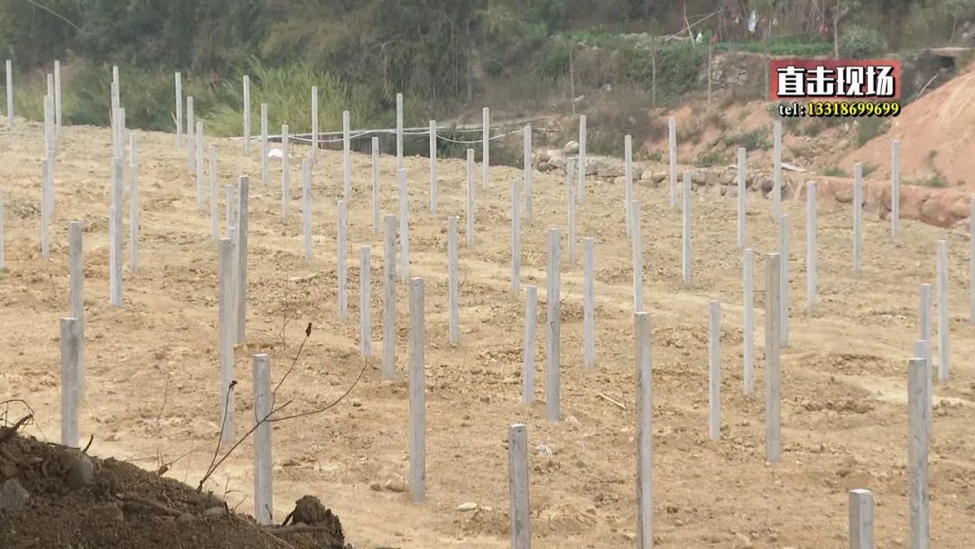 种植弥猴桃致富_猴桃猕猴桃种植_弥猴桃种植效益
