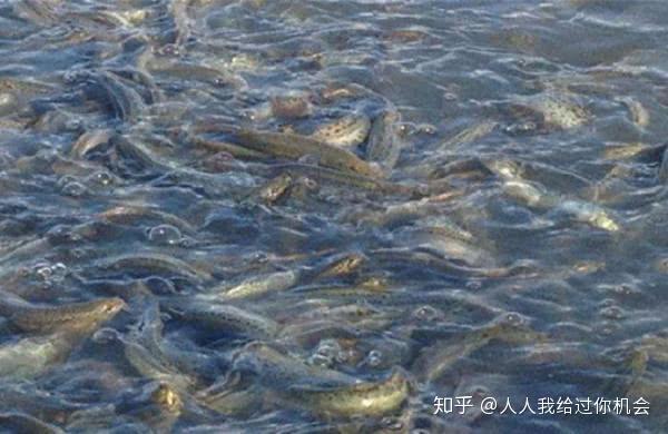 养殖泥鳅大全技术视频教程_养殖泥鳅大全技术图解_泥鳅养殖技术的大全