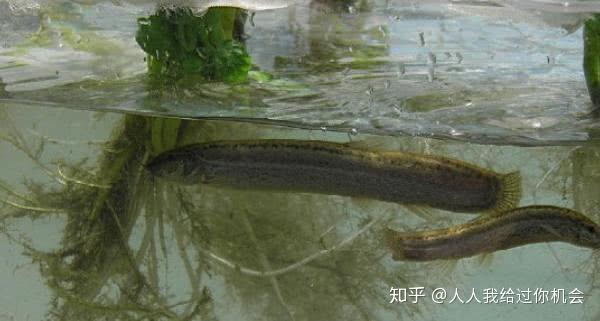 泥鳅养殖技术的大全_养殖泥鳅大全技术图解_养殖泥鳅大全技术视频教程