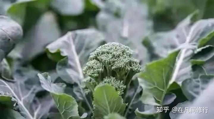 农村致富新项目养殖_农村致富养殖什么_农村致富养殖项目