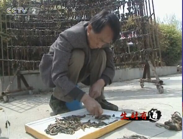 水蛭致富经_致富经 水蛭_致富经水蛭养殖技术