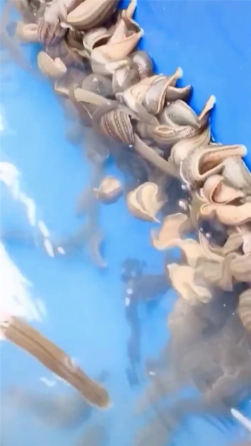 水蛭致富经_致富经 水蛭_致富经水蛭养殖技术