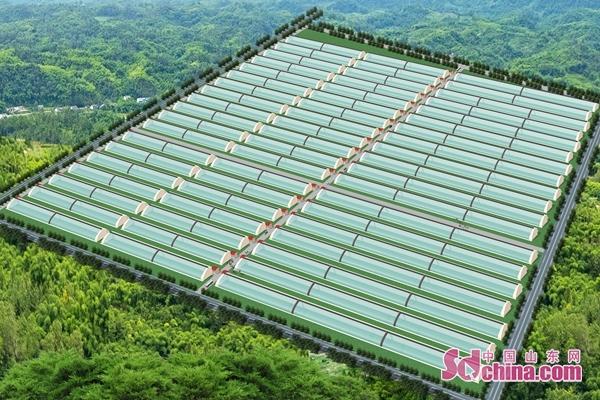 这就是山东|投资建“社”、资源共享，山东各地打造农业发展新高地！