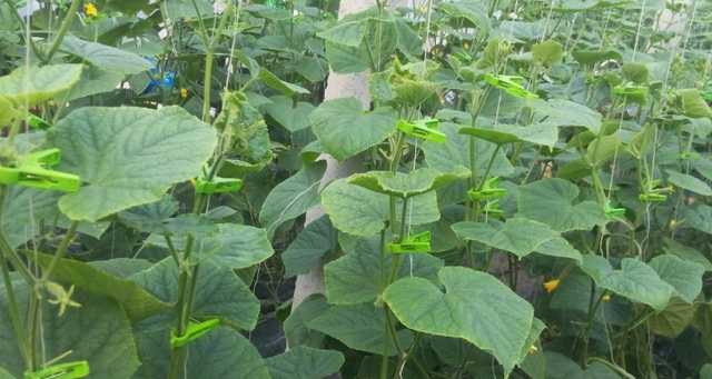 黄瓜的栽种技术_黄瓜载种植技术_黄瓜种植技术与管理视频教程