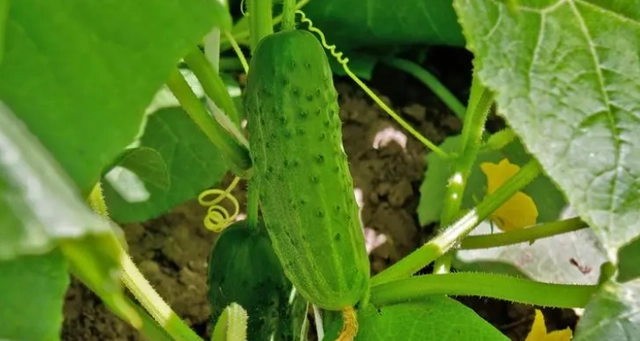 黄瓜种植技术与管理视频教程_黄瓜载种植技术_黄瓜的栽种技术