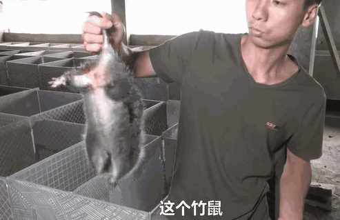 致富经养蜜蜂致富视频_养殖蜂蜜致富带头人的话_致富经土蜂蜜养殖