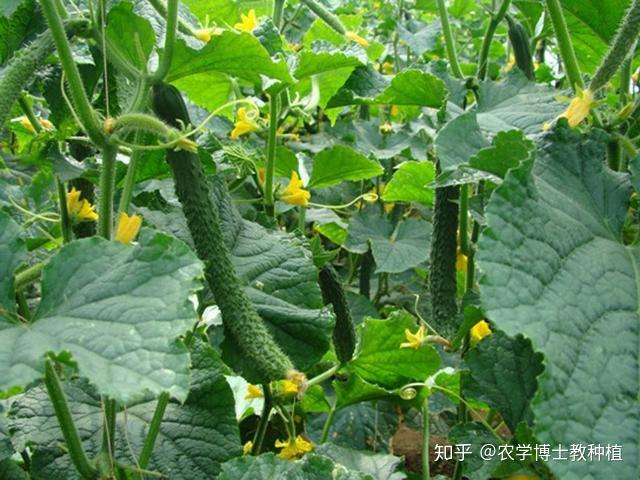 黄瓜载种植技术_黄瓜栽种的几个技术要点_黄瓜种植技术与管理视频教程
