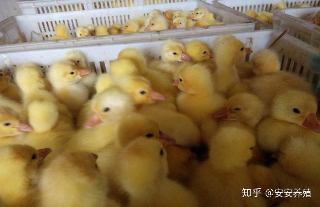 养鹅视频大全技术_养殖鹅技术视频_鹅的养殖技术视频