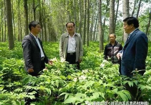 农村靠种金银花致富人_种植金银花效益怎么样_致富经种植金银花有前景吗