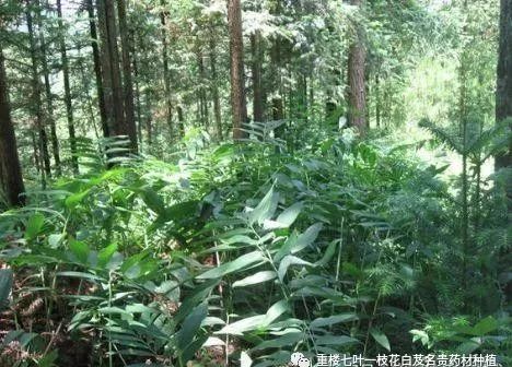 致富经种植金银花有前景吗_种植金银花效益怎么样_农村靠种金银花致富人