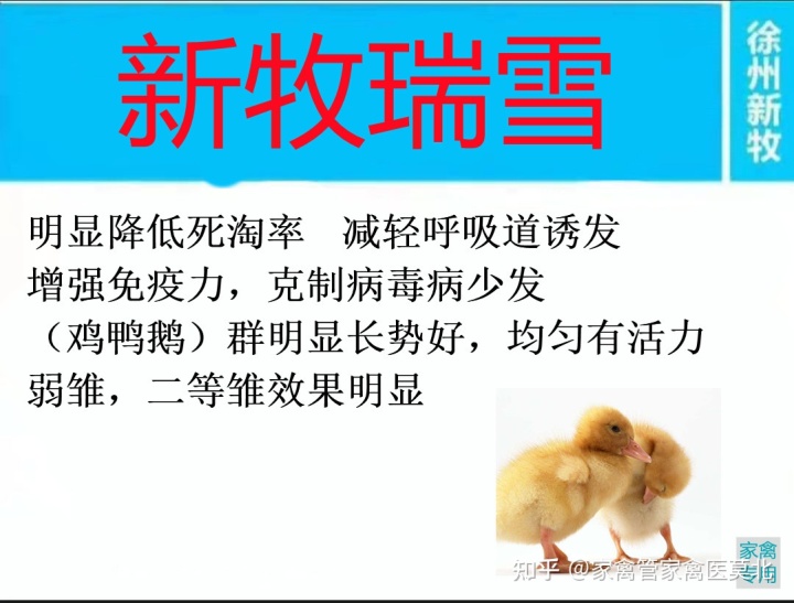 鸭养殖白鹭技术视频_白鹭鸭的养殖方法_白鹭鸭养殖技术