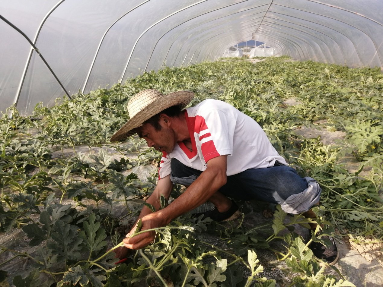种植小西瓜铺就致富路