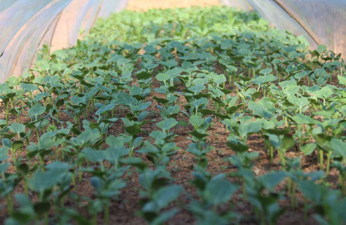 永温镇：西瓜种植铺就“香甜”致富路