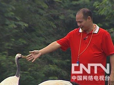 致富经养鹅真实例子_致富经天鹅_致富经鹅