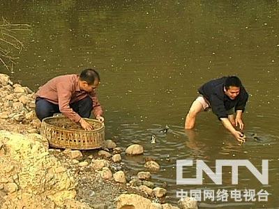 致富经鹅_致富经养鹅真实例子_致富经天鹅