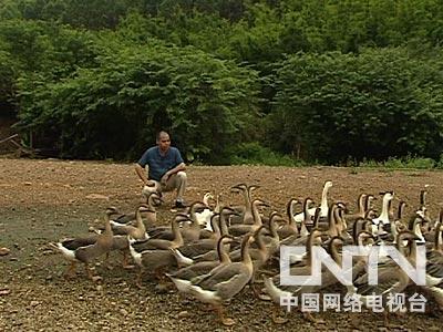 致富经养鹅真实例子_致富经天鹅_致富经鹅