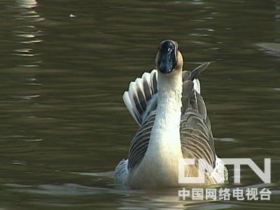 致富经天鹅_致富经养鹅真实例子_致富经鹅