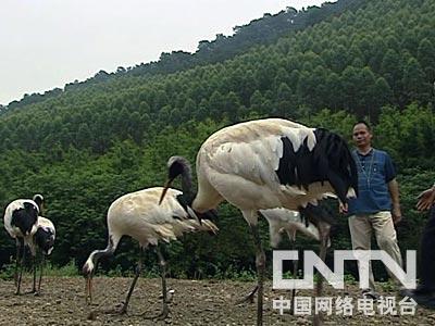 致富经养鹅真实例子_致富经天鹅_致富经鹅