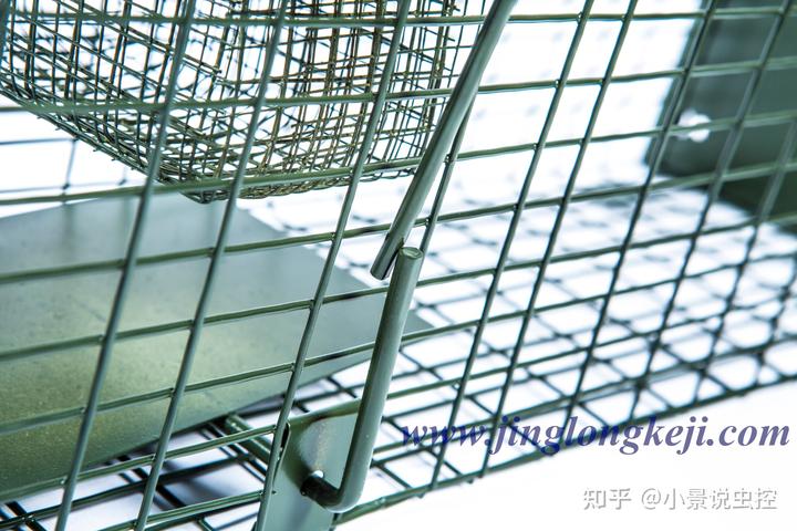 养鸽致富视频_养鸽致富经_鸽子养殖村民致富