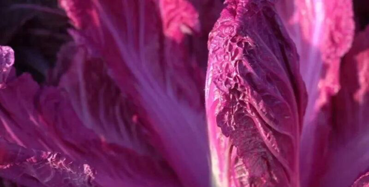 景泰县种子公司_景泰苗木合作社_景泰种植致富项目