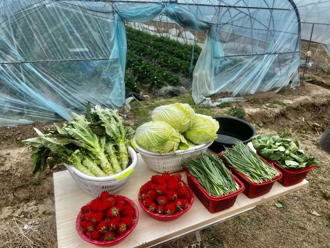 温室香椿亩种植多少棵_温室香椿种植技术视频_温室大棚香椿栽培技术