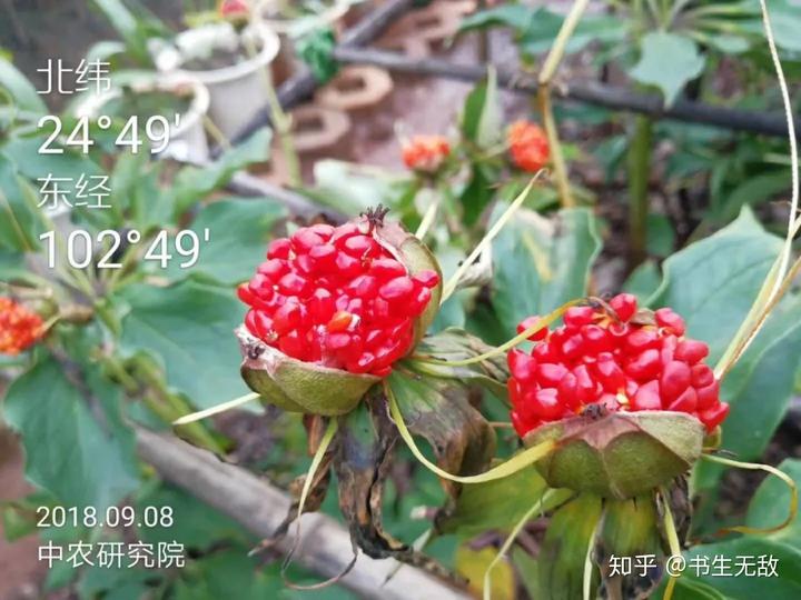 致富经重楼种植技术_种植重楼的前景如何_种植重楼需要什么条件