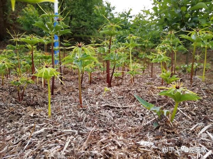 种植重楼需要什么条件_种植重楼的前景如何_致富经重楼种植技术