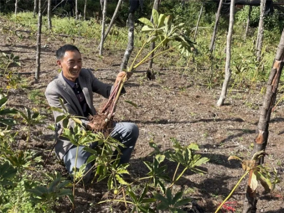 种植重楼需要什么条件_致富经重楼种植技术_种植重楼赚钱吗