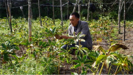 致富经重楼种植技术_种植重楼赚钱吗_种植重楼需要什么条件