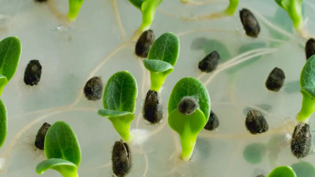 香椿大棚种植技术_大棚种植香椿技术视频_温室香椿种植技术视频