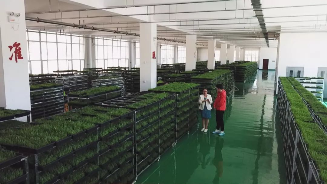 大棚种植香椿技术视频_温室香椿种植技术视频_香椿大棚种植技术