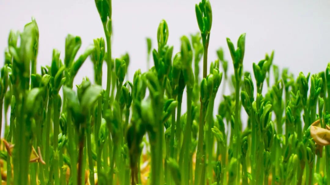 大棚种植香椿技术视频_温室香椿种植技术视频_香椿大棚种植技术