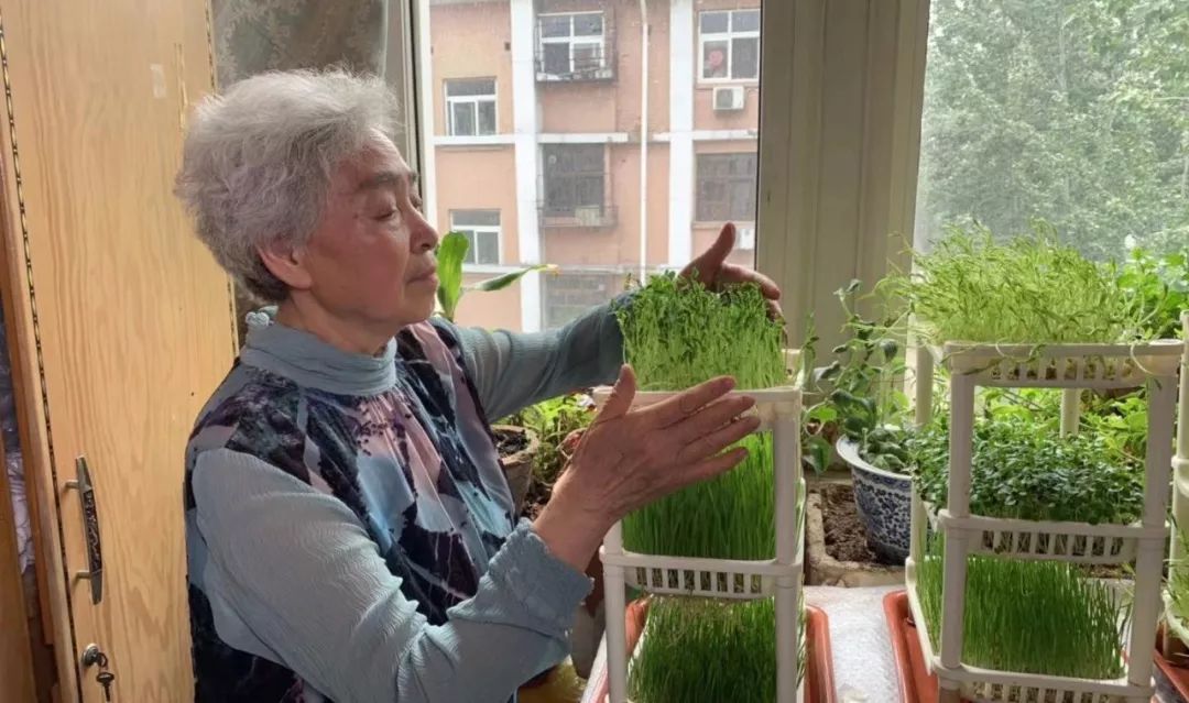 香椿大棚种植技术_温室香椿种植技术视频_大棚种植香椿技术视频