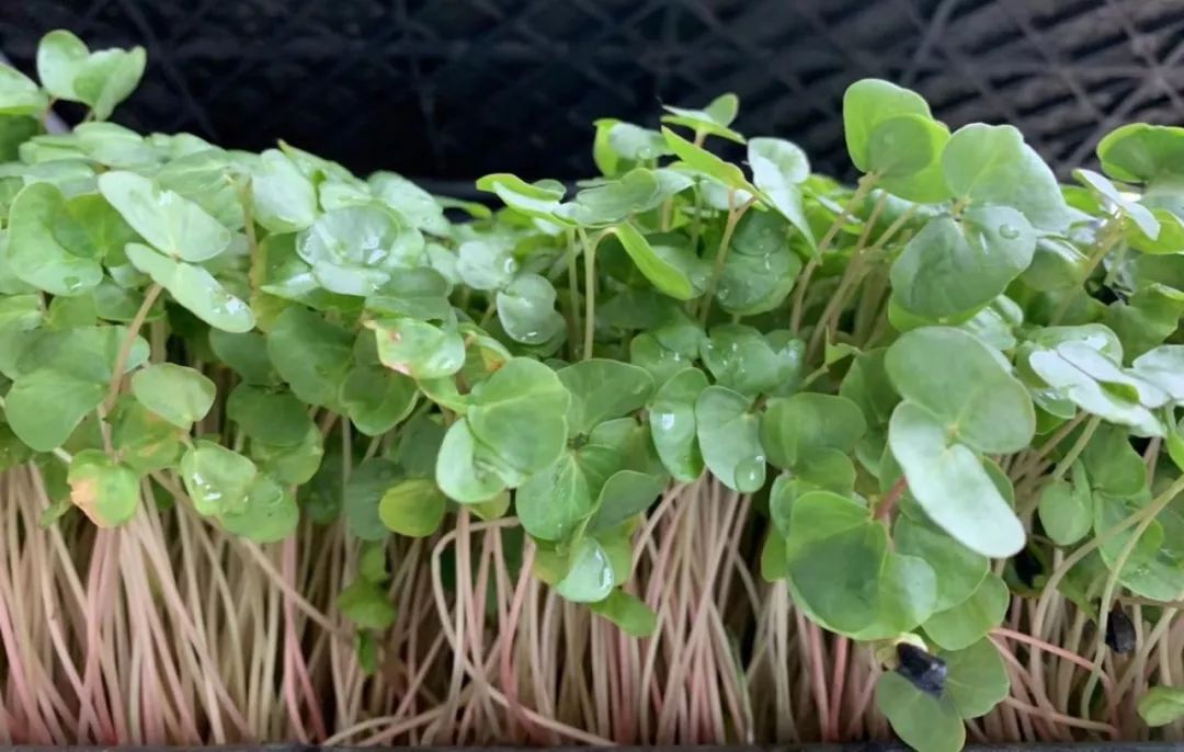 温室香椿种植技术视频_大棚种植香椿技术视频_香椿大棚种植技术