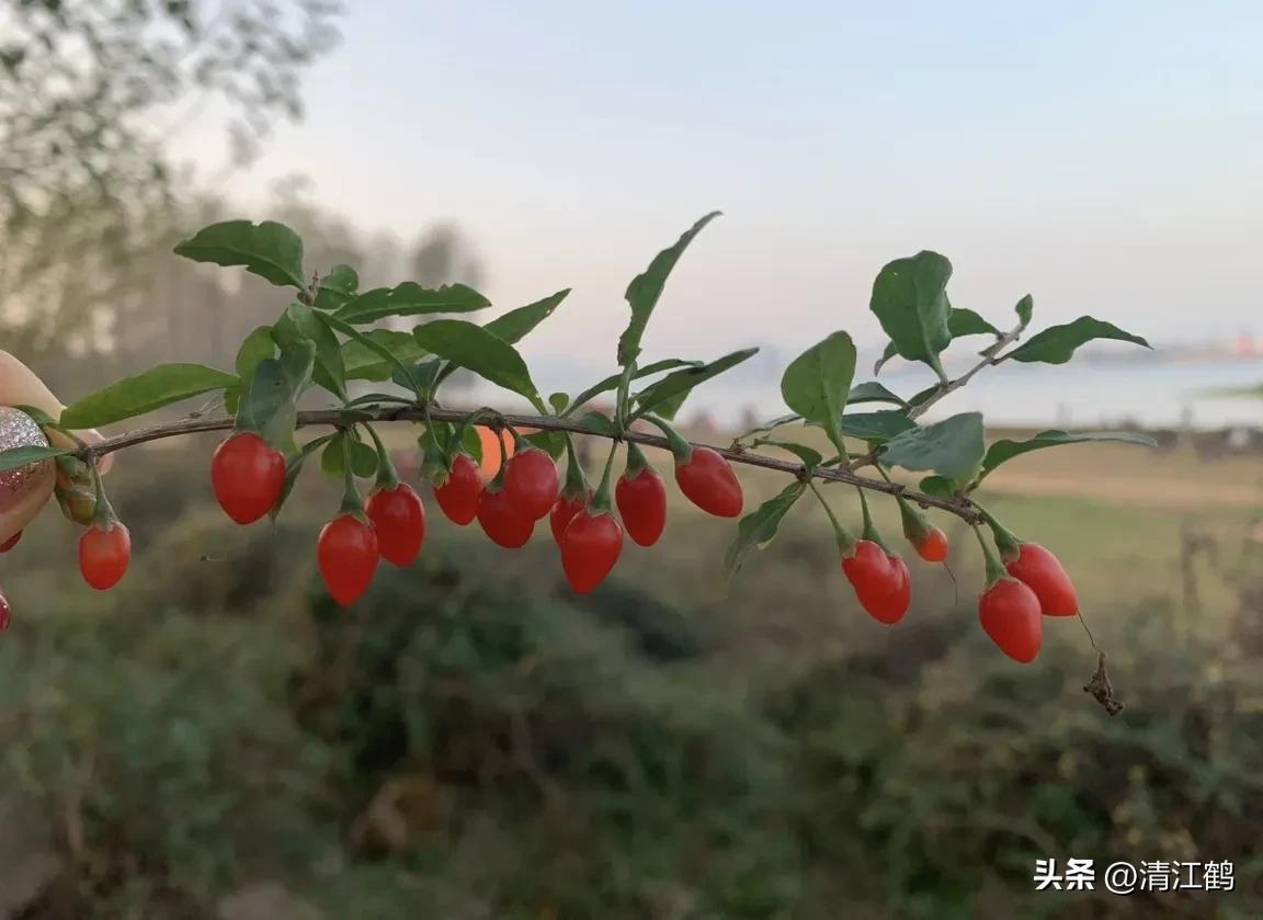 枸杞种植技术和方法_红构杞的种植技术_红枸杞苗的种植方法