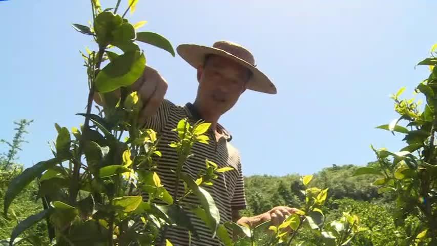致富种植推广文案_推广种植致富_致富种植推广语