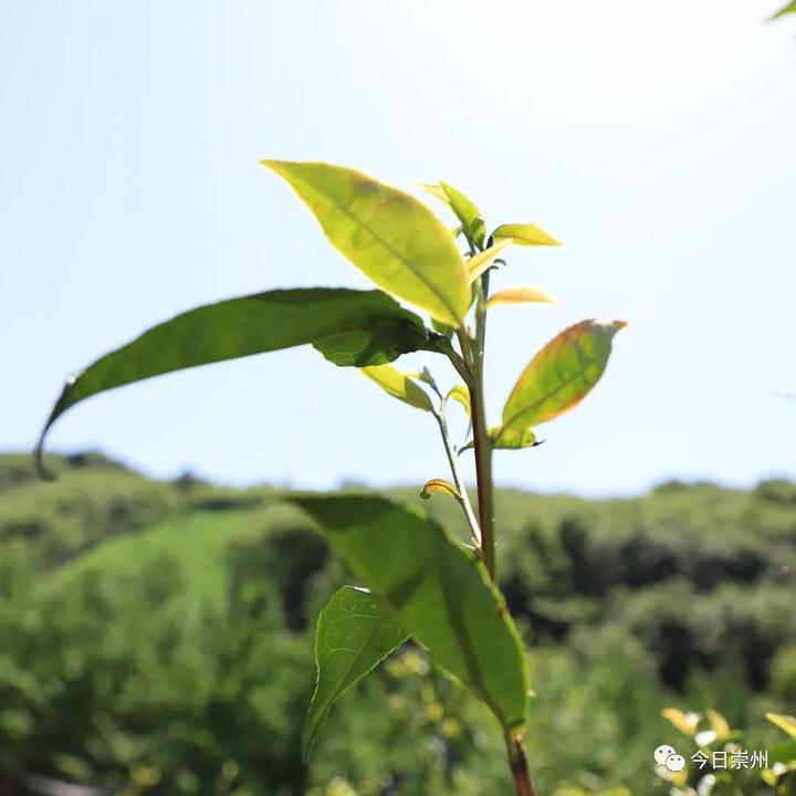 推广种植致富_致富种植推广文案_致富种植推广语