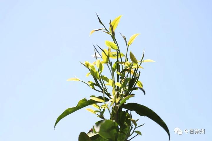 致富种植推广文案_致富种植推广语_推广种植致富