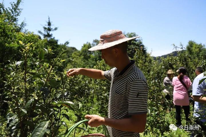 致富种植推广文案_致富种植推广语_推广种植致富