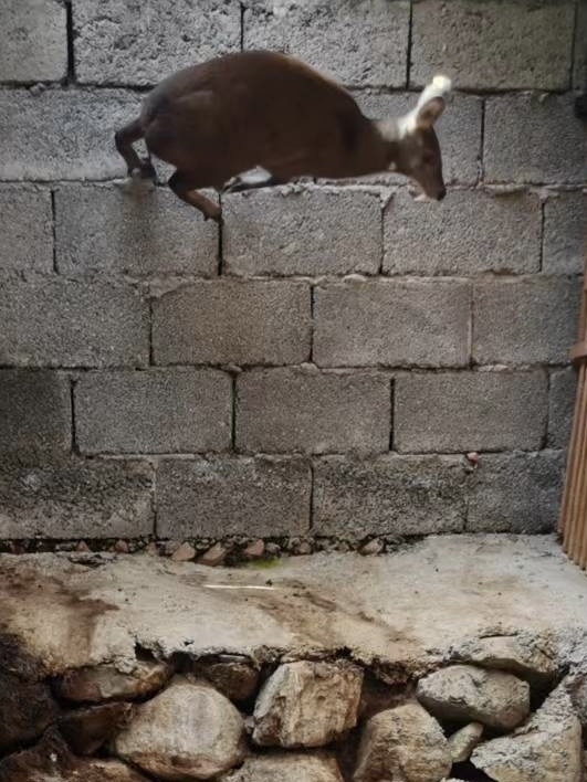 中草药养猪配方搜索大全_致富经野生中草药养猪_养猪草药的治疗