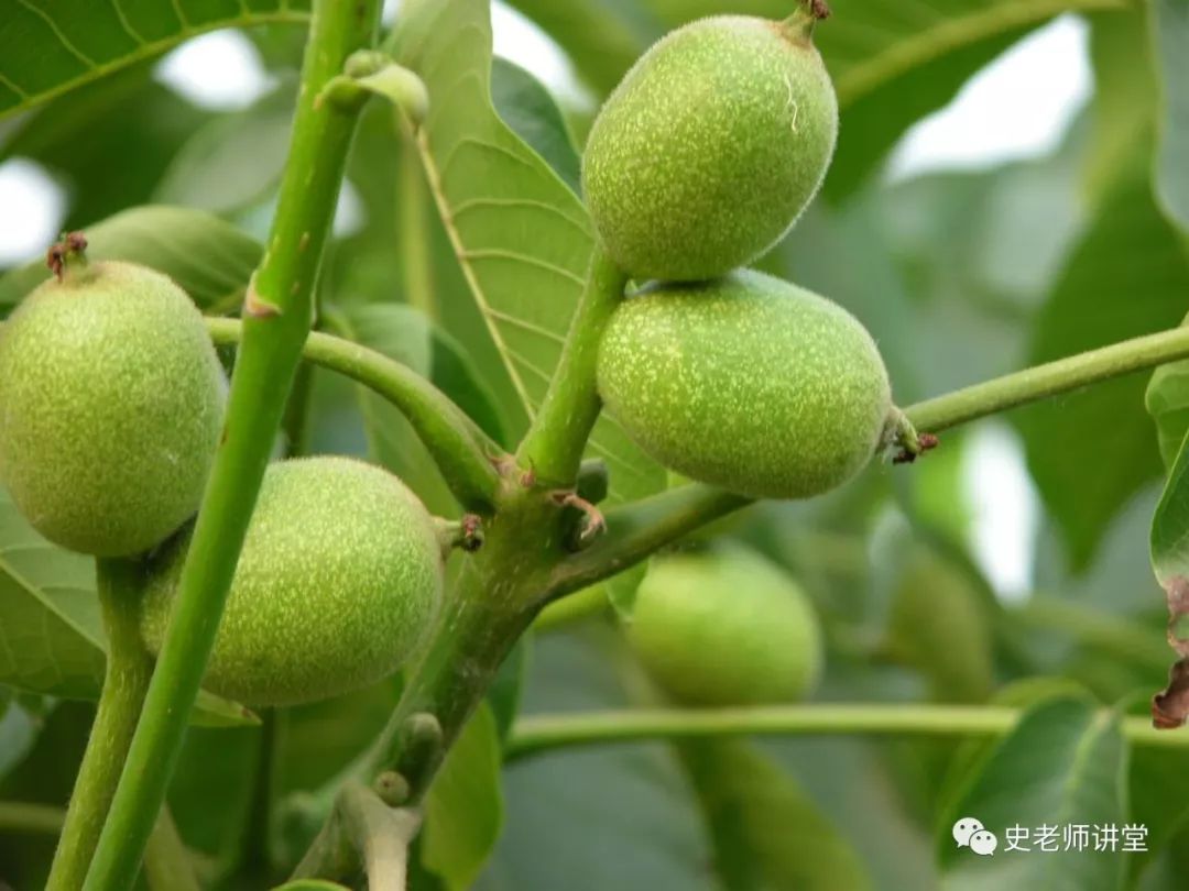 芸豆大棚冬季种植育苗_冬天芸豆怎么做好吃_芸豆种植技术冬天