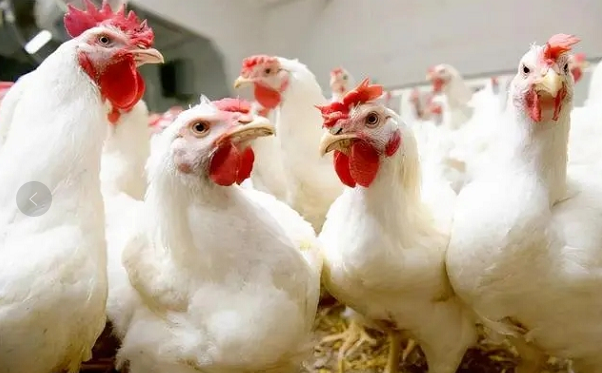 肉养殖技术_养殖肉肉需要什么营养_养殖速成肉食