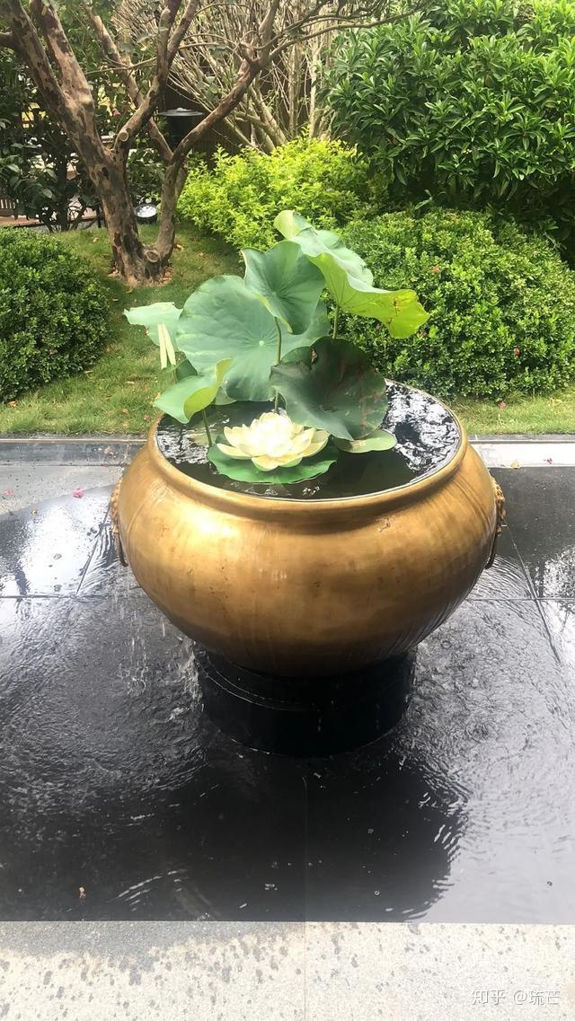 竹子养殖致富_致富竹子养殖技术视频_竹子致富项目