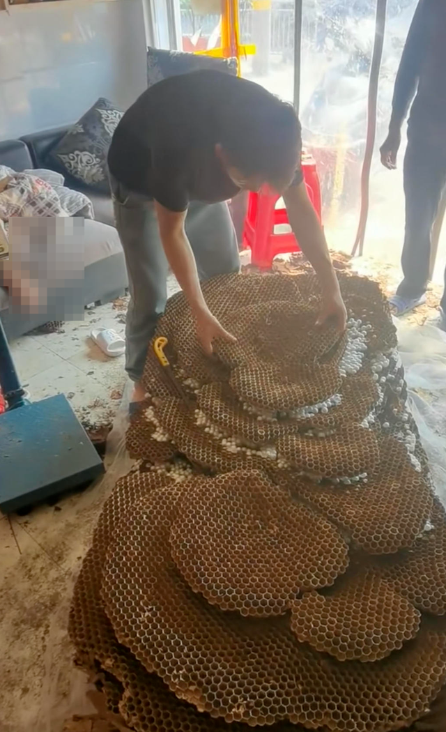 富贵险中求？1个蜂巢5万，有人为它丢掉性命，它是怎样的“黑产”
