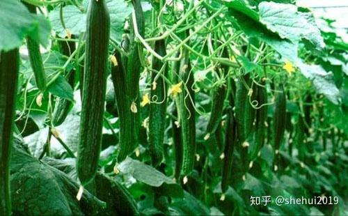 地爬黄瓜的种植技术_黄瓜爬多高_黄瓜爬蔓生长过程