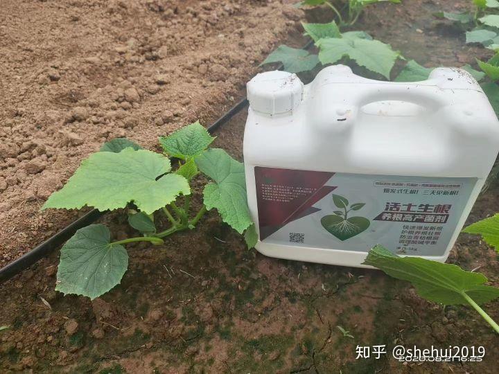 黄瓜爬蔓生长过程_地爬黄瓜的种植技术_黄瓜爬多高