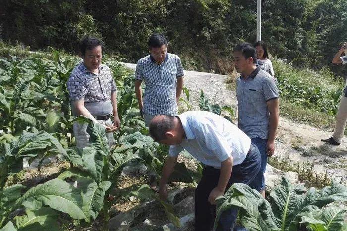 湖北省中药种植项目有补贴_湖北省中药材种植扶贫致富_湖北中药种植合作项目